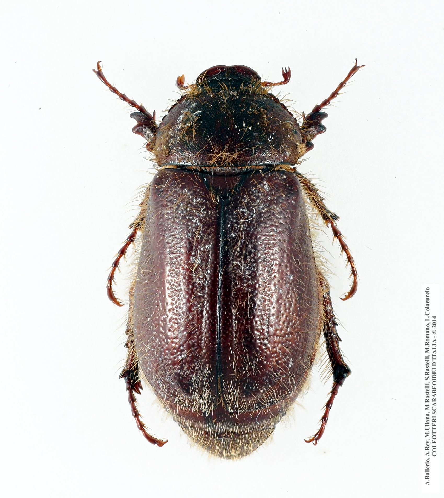 Aplidia villigera, femmina